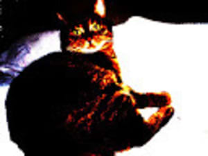 Meme le chat rpwtnd - Eugenol