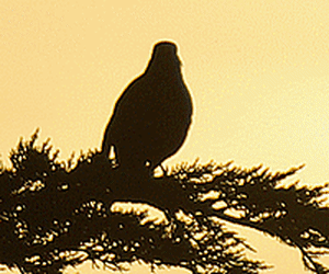 Merle1 lv2fpd - Eugenol