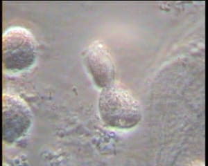 Mme x 4 tzwwdh - Eugenol