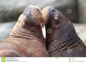 Morses lzpldw - Eugenol