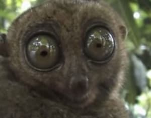 N9ib81qzqbf2gbmkdt6j - Eugenol