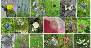 Nature.. - Eugenol