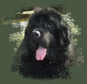 Nos black 3 xibnet - Eugenol