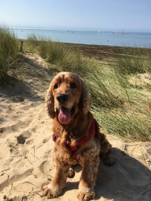 Olaf rqejd5 - Eugenol