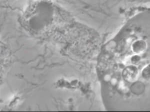 Phagocytose zgn8d4 - Eugenol