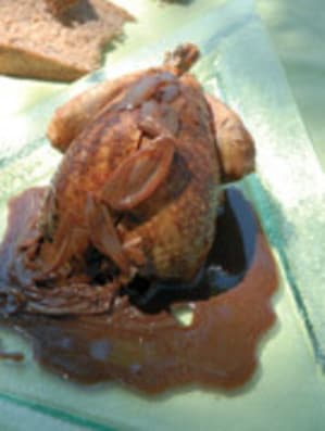 Pigeon cacao yws6z6 - Eugenol