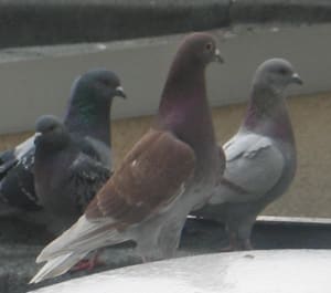 Pigeons 4 siks0w - Eugenol