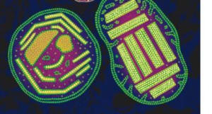 Poz6qticczlhttcdh2zg27ops88s - Eugenol