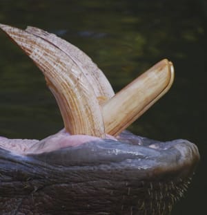 Qop6jtnkbgnvng02py1p - Eugenol