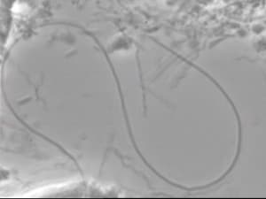 Sekoiça 1 vqt14b - Eugenol