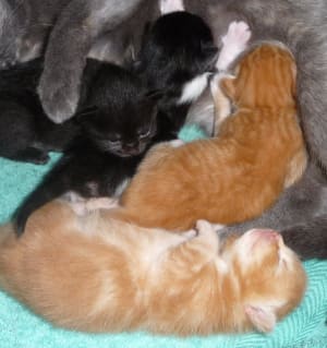 Septembre 2009 002 tf3afn - Eugenol