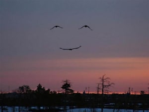 Smile jhsra6 - Eugenol