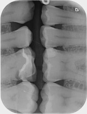 Ubscifq7m0vmd9gvxsmt - Eugenol
