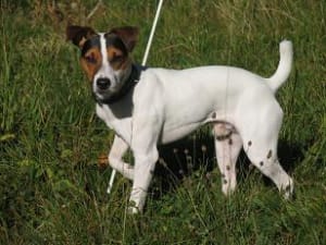 Vol vaeliu - Eugenol