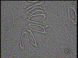 Yen1 acc9no - Eugenol