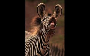 Zebre xbtifv - Eugenol