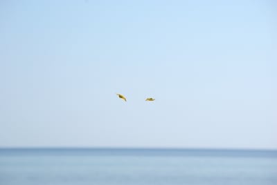 0003 6 0 hjedpq - Eugenol