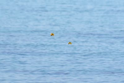 0008 6 2 bwbh5n - Eugenol