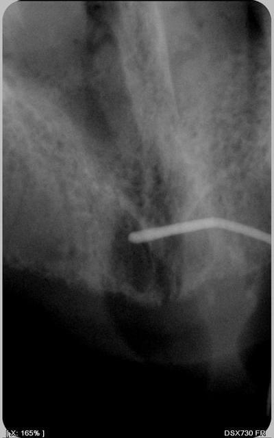 002 jbutu3 - Eugenol