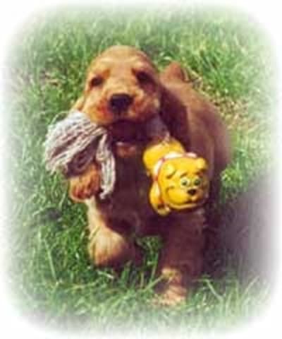 01b gi406n - Eugenol