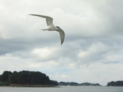 05 07 2010 nuages k5fl8h - Eugenol
