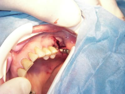 100 5108 ut3dbr - Eugenol
