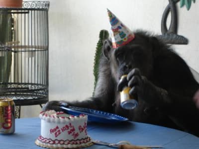 128013908 76ce2994c9 o vmhths - Eugenol