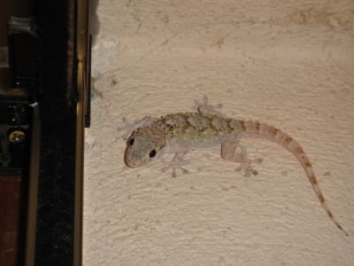 20100716 001 zatzd0 - Eugenol