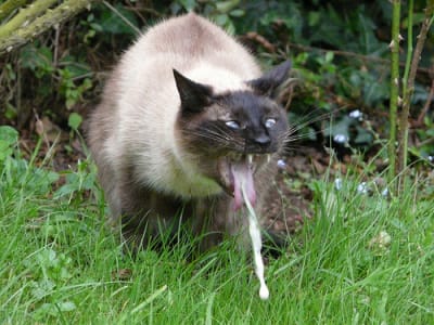 2989624738 4920eeabd1 tnmcpz - Eugenol