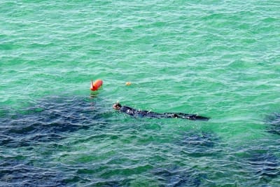 8014 6 map1ql - Eugenol