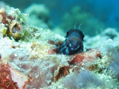 846blenny in57oq - Eugenol