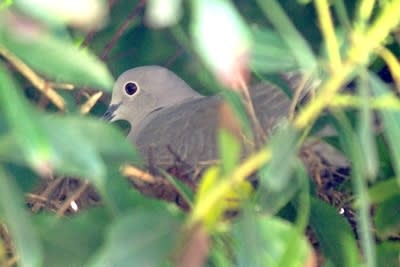 9323 400 vooooj - Eugenol