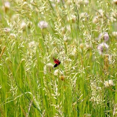 9364 400 yodj9x - Eugenol