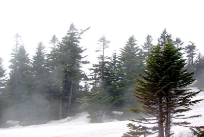 As6 numamo - Eugenol