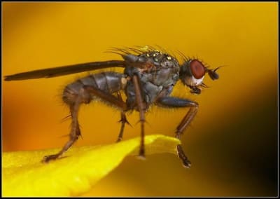 Crw 8017 2 gqdt3i - Eugenol