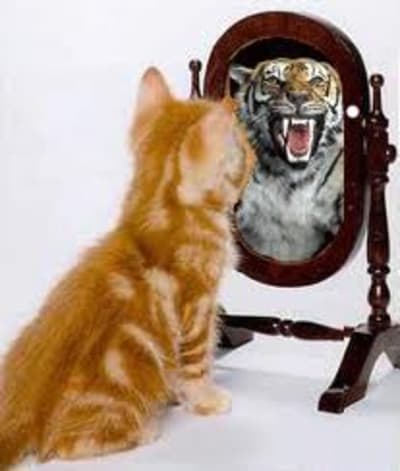 C est le miroir qui le dit zdbuwk - Eugenol