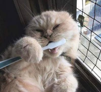 Catbrush losjwb - Eugenol