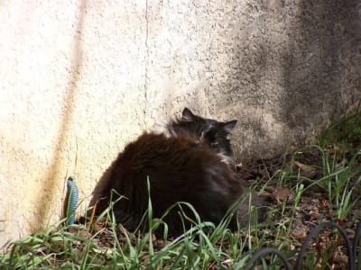 Chat ep59rz - Eugenol