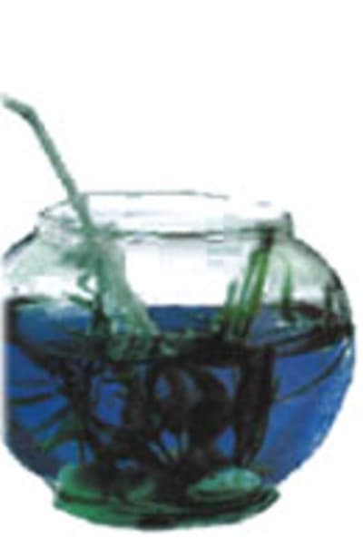 Cocktail aquarium z4vnfw - Eugenol