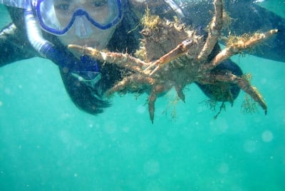 D2369 640 dzf0ta - Eugenol