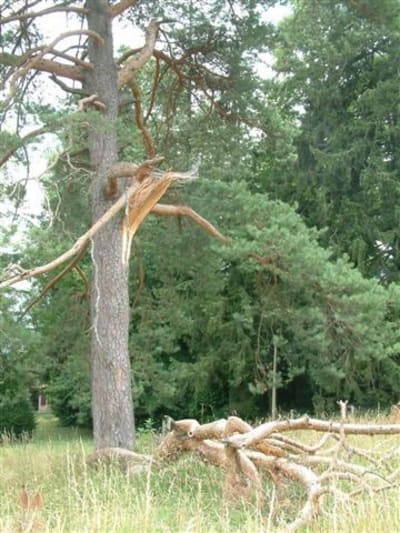 Dscf0016 tj5q0g - Eugenol