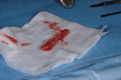 Dsc 0038 of9jzm - Eugenol