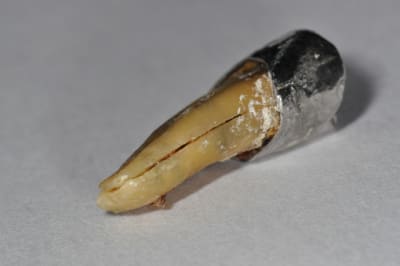 Dsc 0160 bmitcr - Eugenol