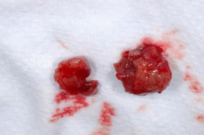 Dsc 0276 o63m0a - Eugenol