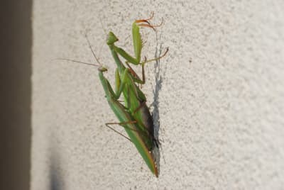 Dsc 0449 rlxg2l - Eugenol