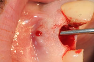 Dsc 0483 wzg38k - Eugenol