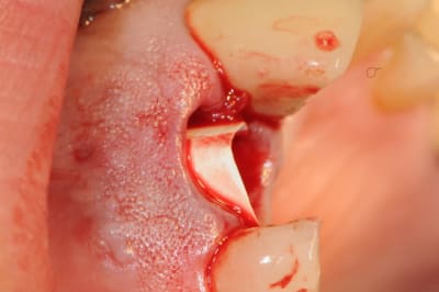 Dsc 0491 ztyhat - Eugenol