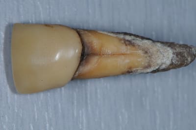 Dsc 0588 b7nf0h - Eugenol