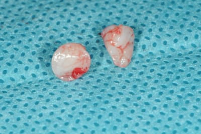 Dsc 4776 q2zes6 - Eugenol