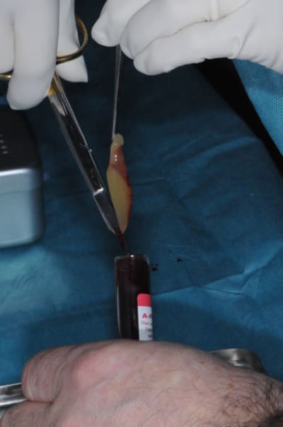 Dsc 8567 xemjz2 - Eugenol